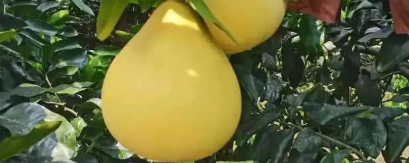 蜜柚过量施用磷肥有哪些危害，会诱发土壤缺锌
