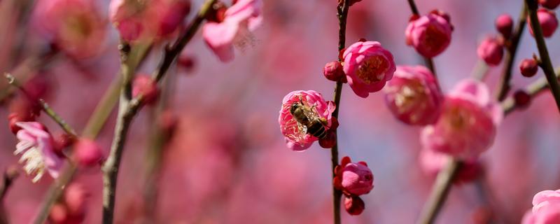 梅兰竹菊的象征意义，梅是坚韧不拔的人格的象征