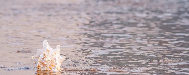 唐冠螺简介，是一种大型海洋螺类