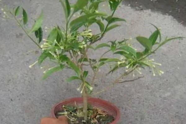 夜来香用哪种肥料,可以用氮磷钾复合肥、花卉专用肥等