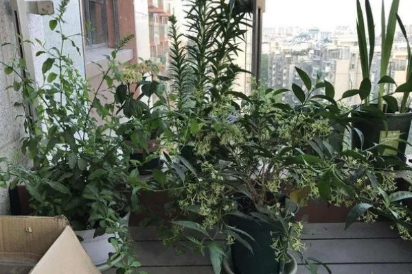 夜来香用哪种肥料,可以用氮磷钾复合肥、花卉专用肥等