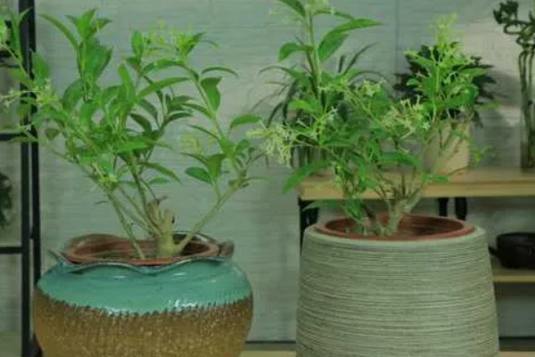 夜来香用哪种肥料,可以用氮磷钾复合肥、花卉专用肥等