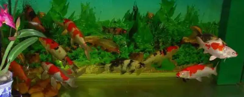 锦鲤缸长绿苔是不是好事，可增加观赏性但会占据锦鲤的生活空间