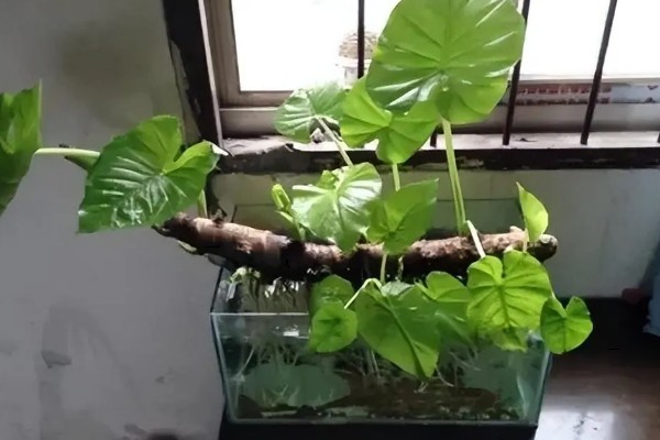 滴水观音冬季怎么养殖，白天要晒光5小时左右