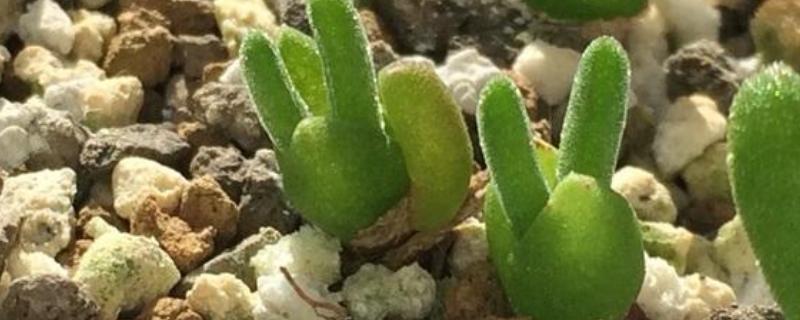 碧光环烂根怎么解决，需及时修剪烂根