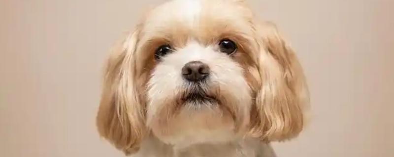 适合陪伴老人的宠物，推荐贵宾犬、马尔济斯犬等