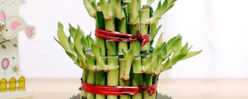 节节高主干发黄怎么处理，需及时修剪