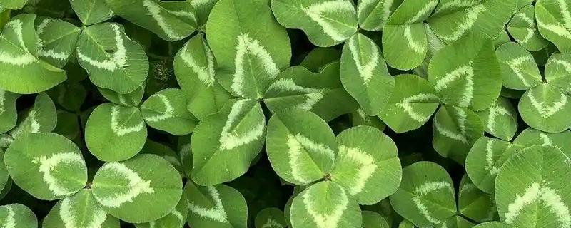 白车轴草的过冬方法，需补充光照并修剪处理