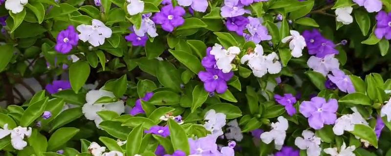 双色茉莉的产地，原产自美洲