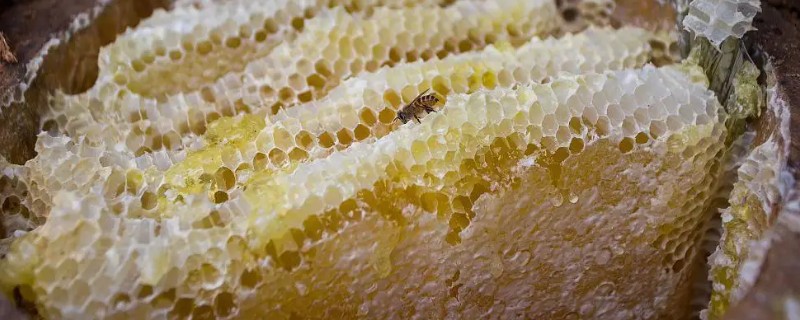 土蜂蜜是什么蜂蜜，是我国的本土蜂种产的蜜