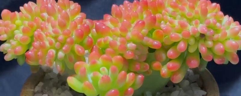 多肉冬季的养护方法，一定要注意保暖通风