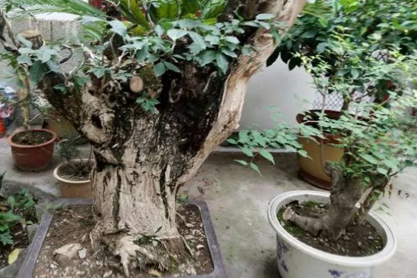 菩提树的养殖方法，适宜生长在湿润的环境中