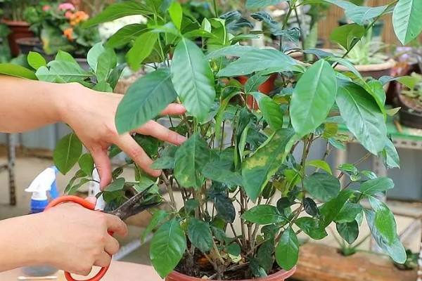 菩提树的养殖方法，适宜生长在湿润的环境中