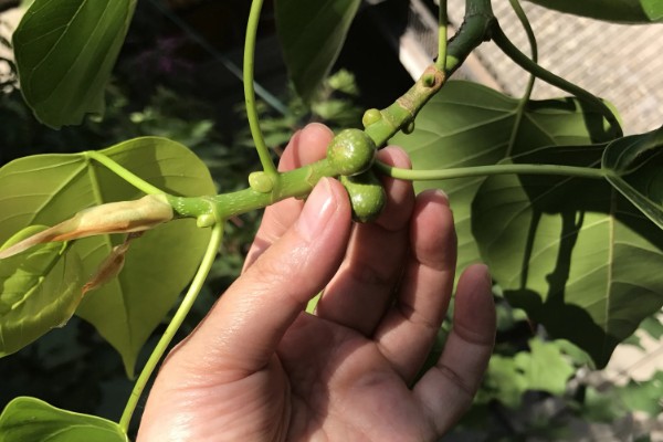 菩提树的养殖方法，适宜生长在湿润的环境中
