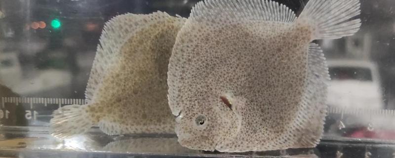 多宝鱼是不是海鱼，对海水指标具有严格的要求