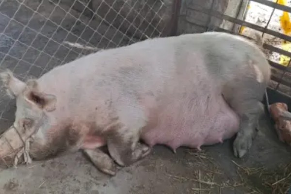 如何判断母猪是否已经下完仔，神情放松且胎衣呈粉红色