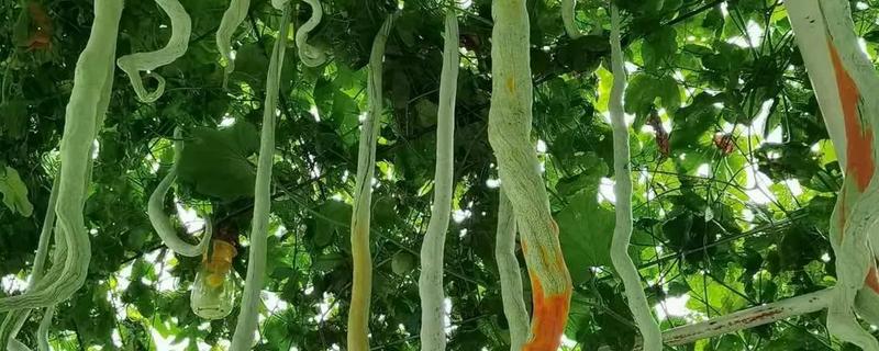 蛇瓜的育苗方法，每隔60-80厘米栽种一株