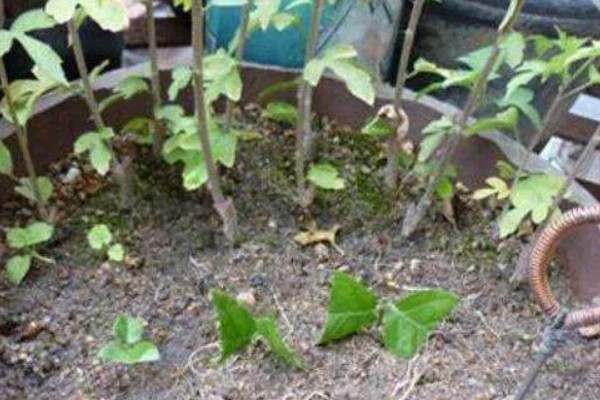 扦插络石如何快速生根，扦插前需在通风干燥处进行晾晒