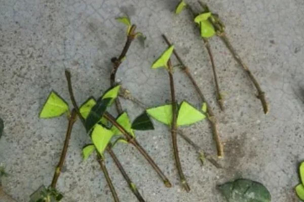 扦插络石如何快速生根，扦插前需在通风干燥处进行晾晒