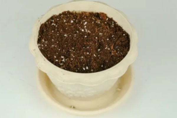 扦插络石如何快速生根，扦插前需在通风干燥处进行晾晒