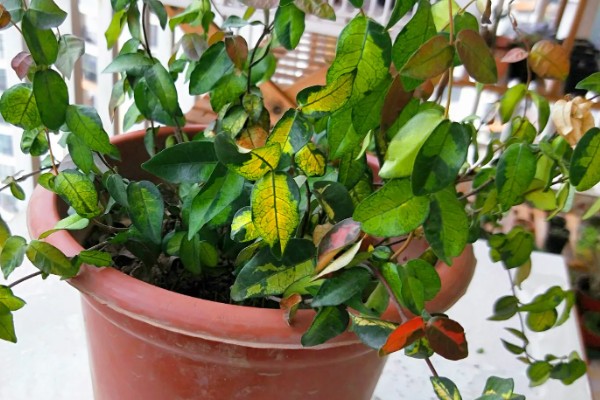 扦插络石如何快速生根，扦插前需在通风干燥处进行晾晒