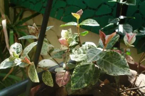 扦插络石如何快速生根，扦插前需在通风干燥处进行晾晒