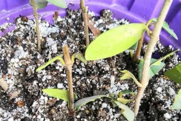 扦插络石如何快速生根，扦插前需在通风干燥处进行晾晒