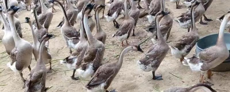 鹅的养殖周期，通常为3-5个月