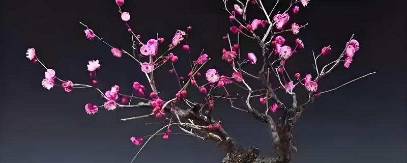 梅花的品种，分为品字梅型、小细梅型等