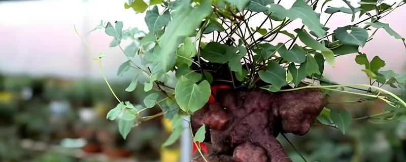 何首乌盆栽的种植方法，夏季每天需浇水一次