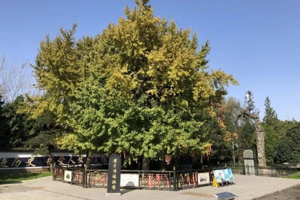 西安千年银杏树的开放时间，在10月底到11月初