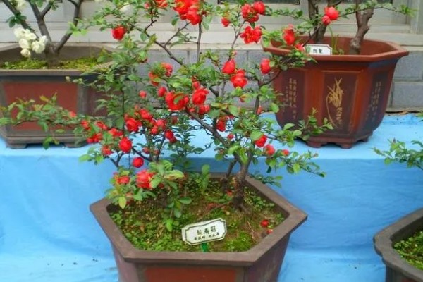 长寿冠海棠的耐寒温度，可耐寒零下18度左右