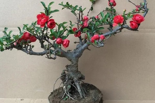 长寿冠海棠的耐寒温度，可耐寒零下18度左右