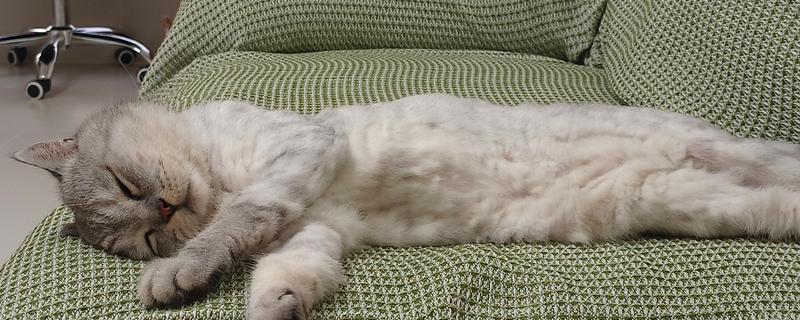 猫咪拉软便拉稀了的原因，可能是肠道寄生虫所致