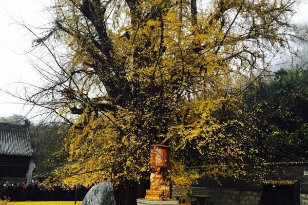 西安千年银杏树的开放时间，在10月底到11月初