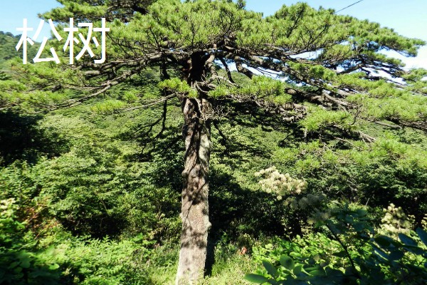 岁寒三友指的是什么植物，指的是松树、梅花和竹子