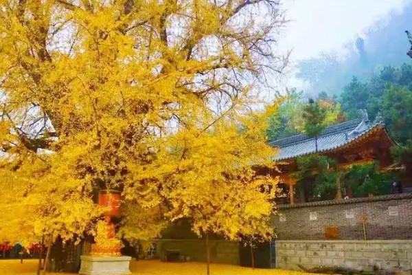 西安千年银杏树的开放时间，在10月底到11月初