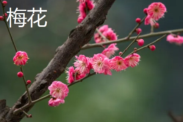 岁寒三友指的是什么植物，指的是松树、梅花和竹子