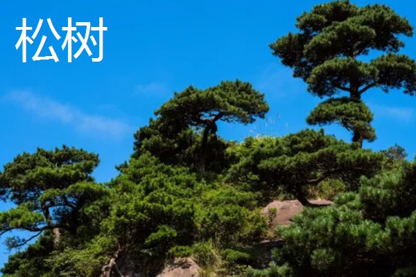 岁寒三友指的是什么植物，指的是松树、梅花和竹子