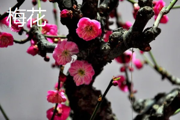 岁寒三友指的是什么植物，指的是松树、梅花和竹子