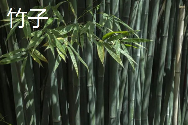 岁寒三友指的是什么植物，指的是松树、梅花和竹子