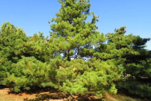 岁寒三友指的是什么植物，指的是松树、梅花和竹子