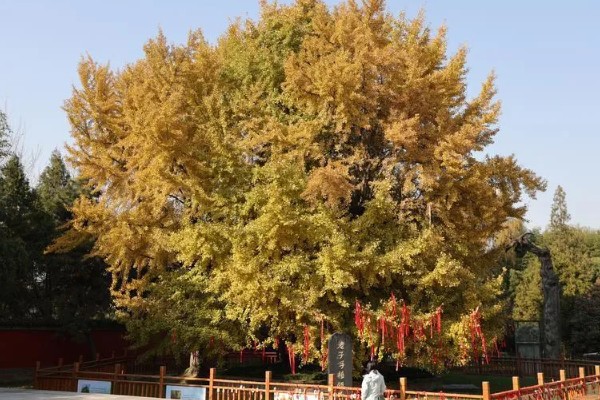 西安千年银杏树的开放时间，在10月底到11月初