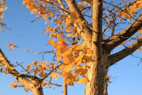 西安千年银杏树的开放时间，在10月底到11月初