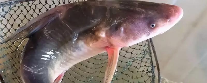 鮰鱼有没有鳞片，鮰鱼没有鳞片
