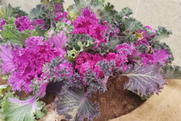 芜青甘蓝简介，属于二年生草本植物