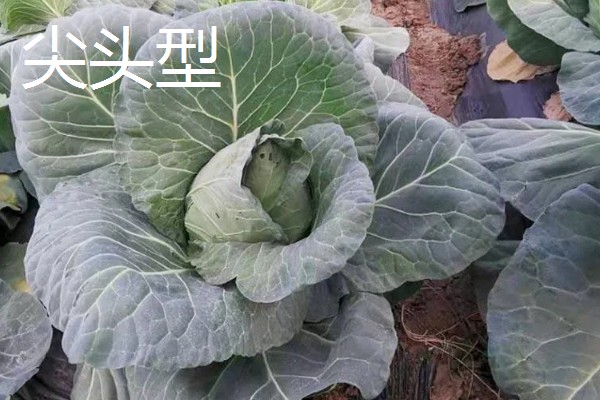 芜青甘蓝简介，属于二年生草本植物