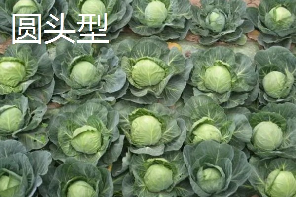 芜青甘蓝简介，属于二年生草本植物
