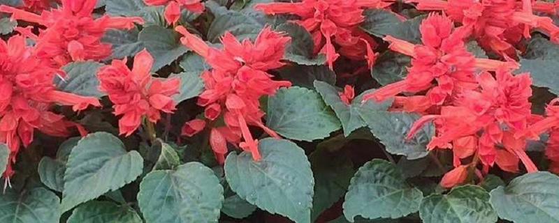 一串红的养殖方法，遵循宁干勿湿原则浇水