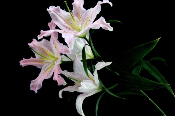 百合花的花语，寓意百年好合、幸福美满、纯洁忠贞等